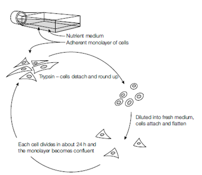 1145_Methods of cell culture.png